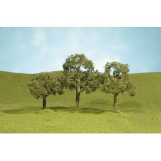 32007 - 2.5" - 3.5" Walnut Trees
