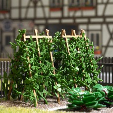 1269 - Runner Beans On Poles