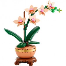 10343 - Miniorchidee